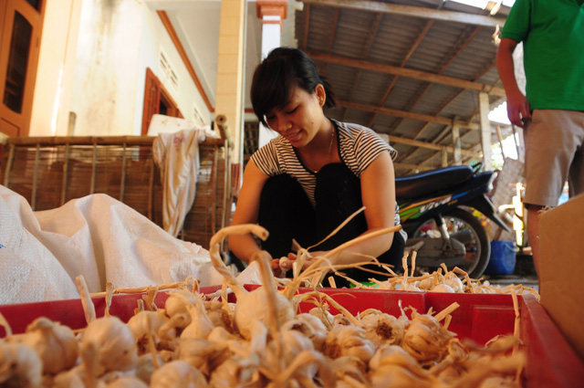 Doanh[-]nghiệp[-]Nhật[-]từ[-]bỏ[-]ý[-]định[-]trồng[-]tỏi[-]voi[-]ở[-]Lý[-]Sơn